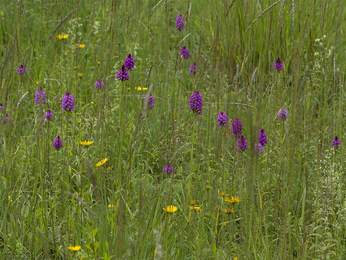 Anacamptis pyramidalis